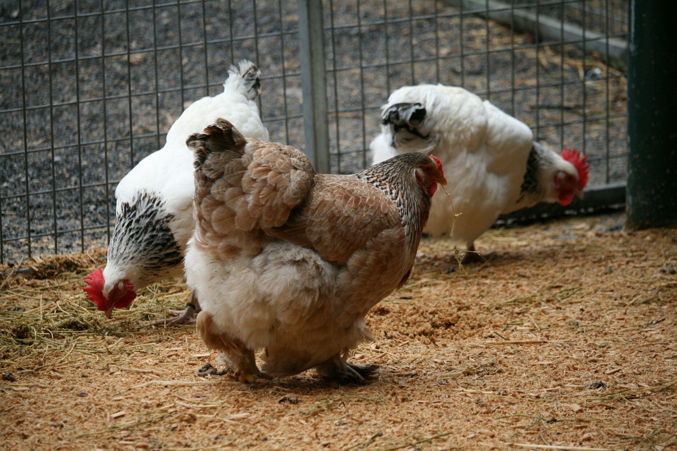 A group of chickens standing next to each other